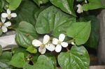 蕺菜