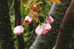 雨后的花