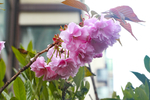 春天盛开的花