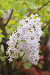 绣球花 花团锦簇四