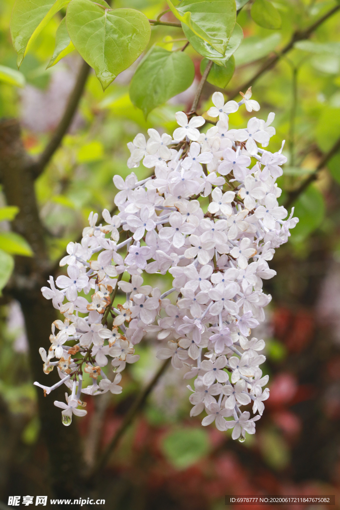 绣球花 花团锦簇四