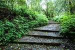 竹林小道