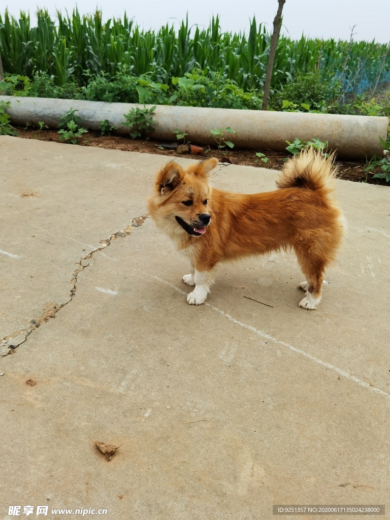 小狗 柴狗 动物 宠物 温顺