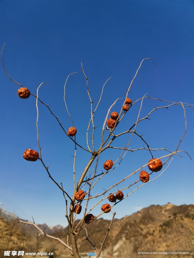 山枣