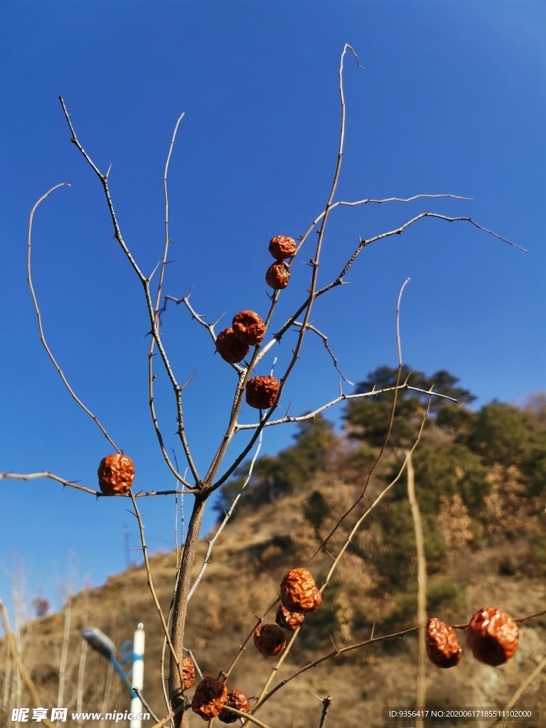 山枣