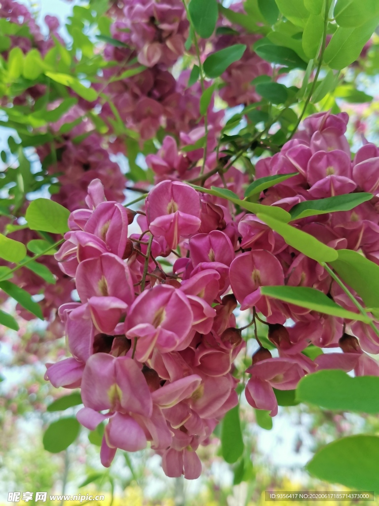 槐花