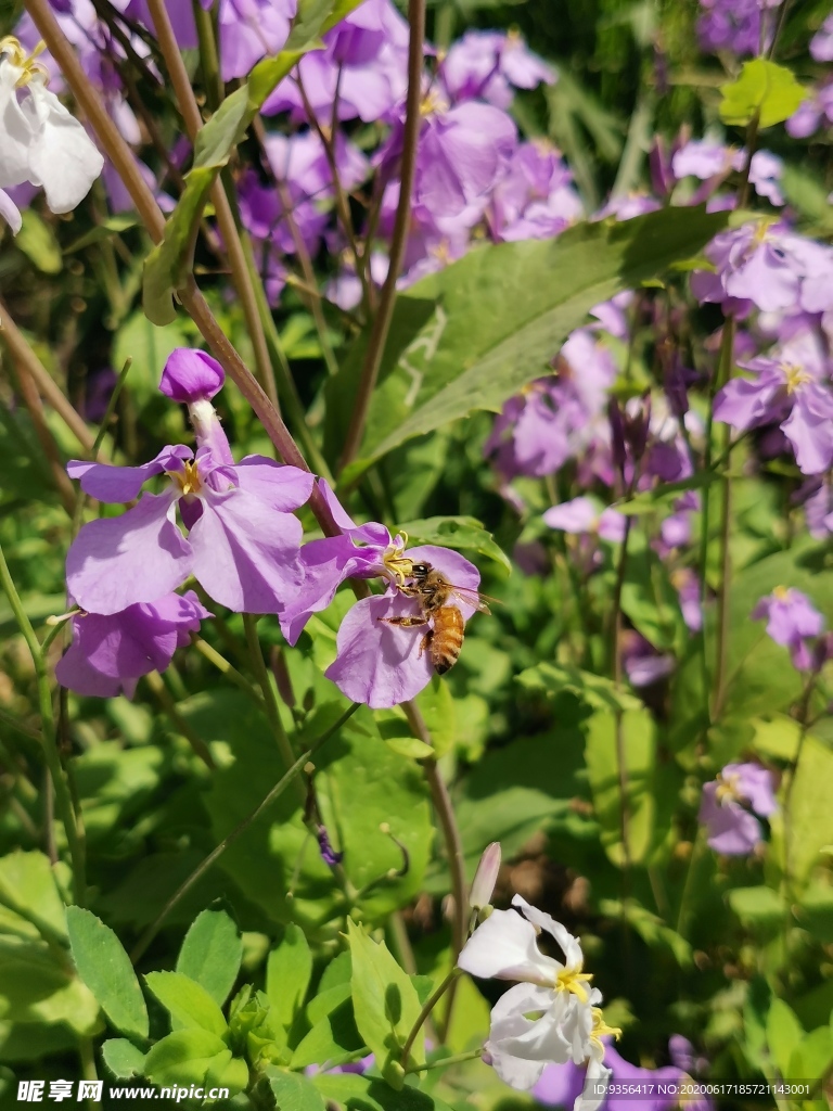 荆花