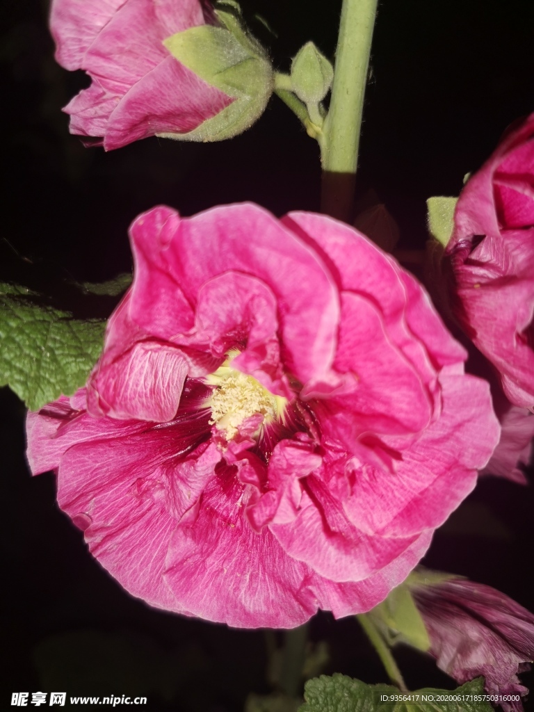 手巾花