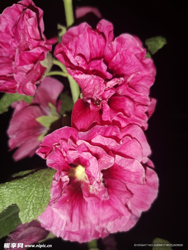 手巾花