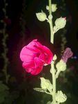 手巾花