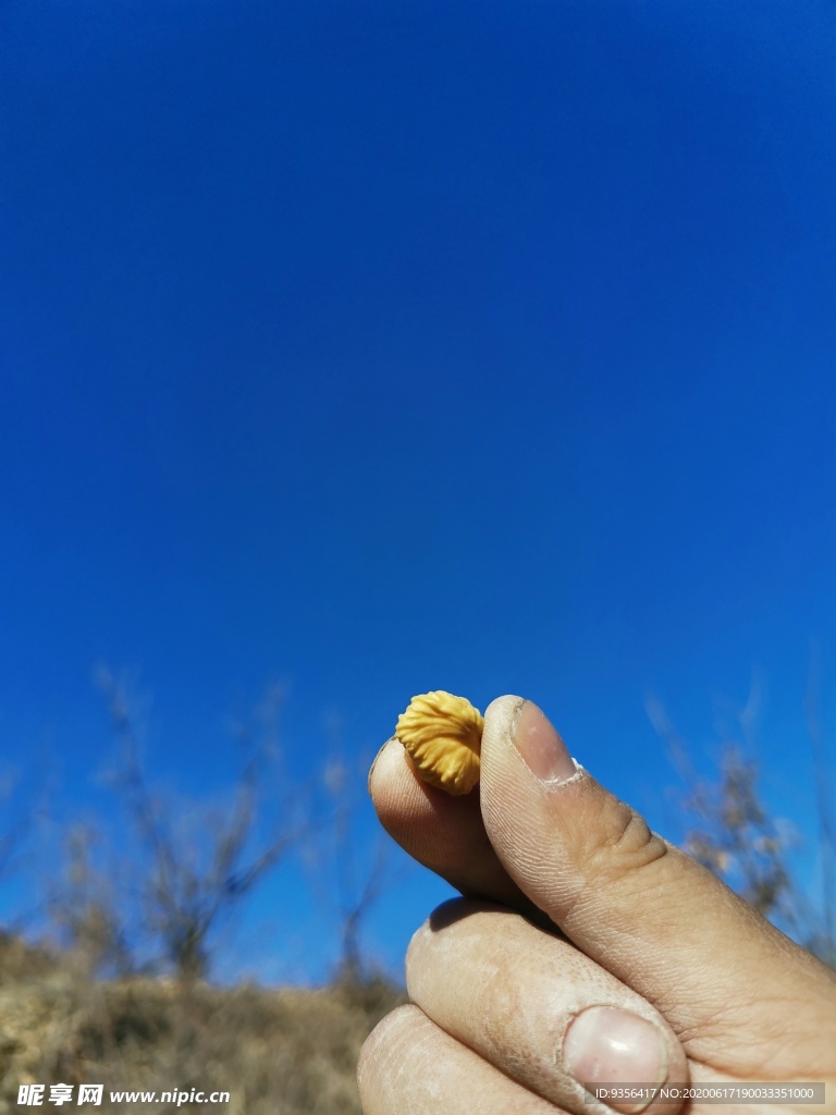 板栗