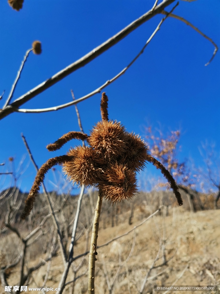 板栗