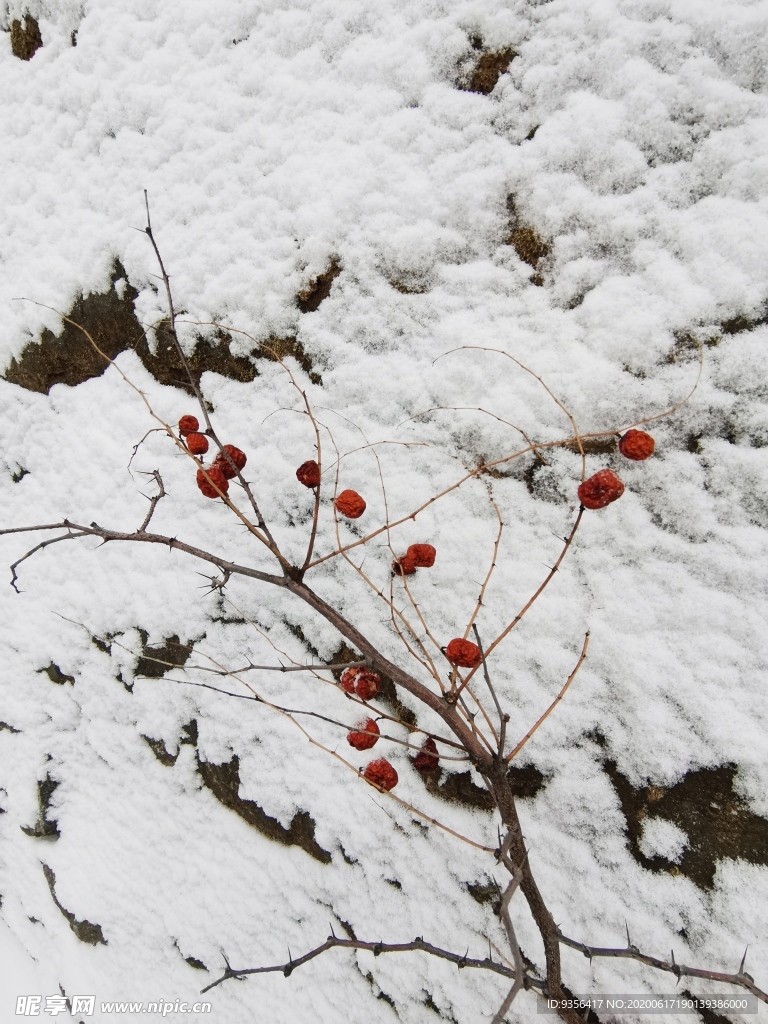 雪后风景