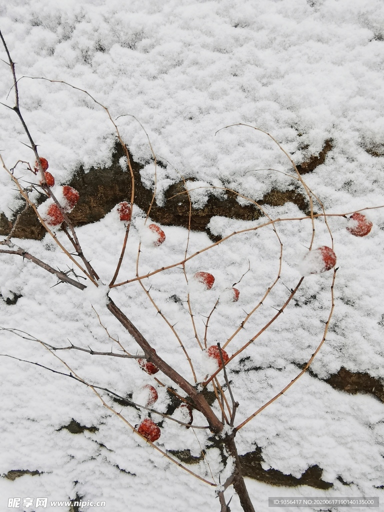 雪后风景