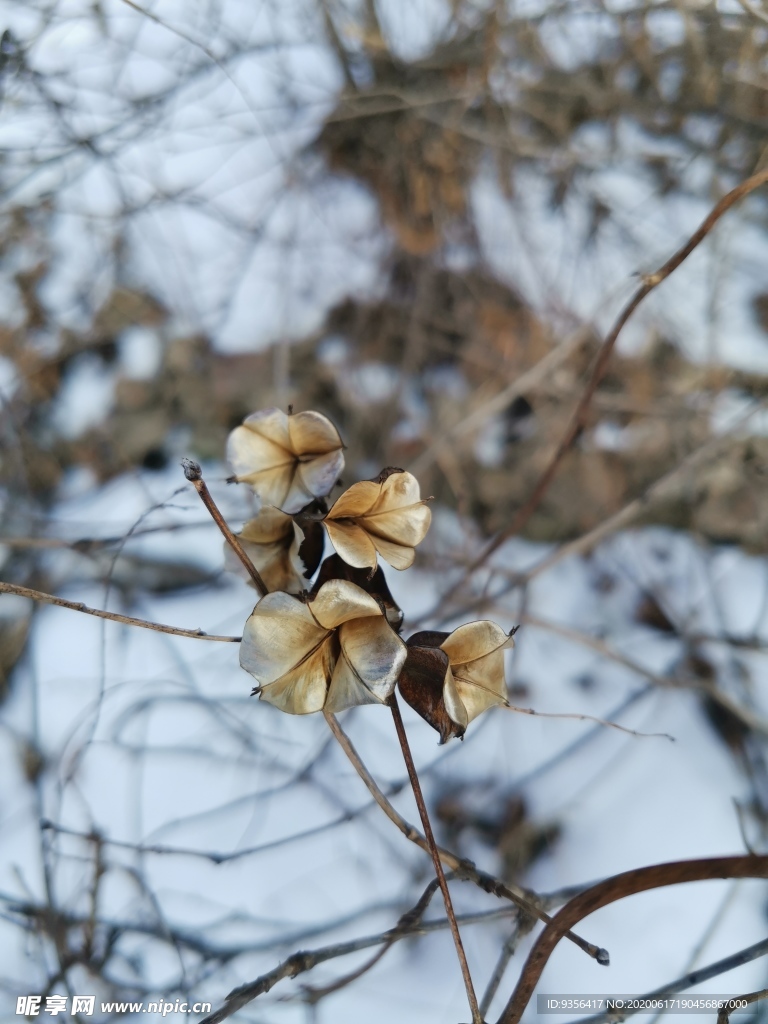 穿地龙花