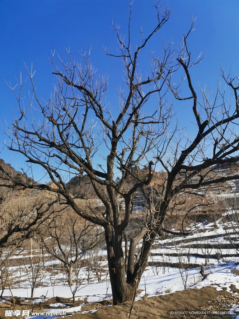 雪后风景