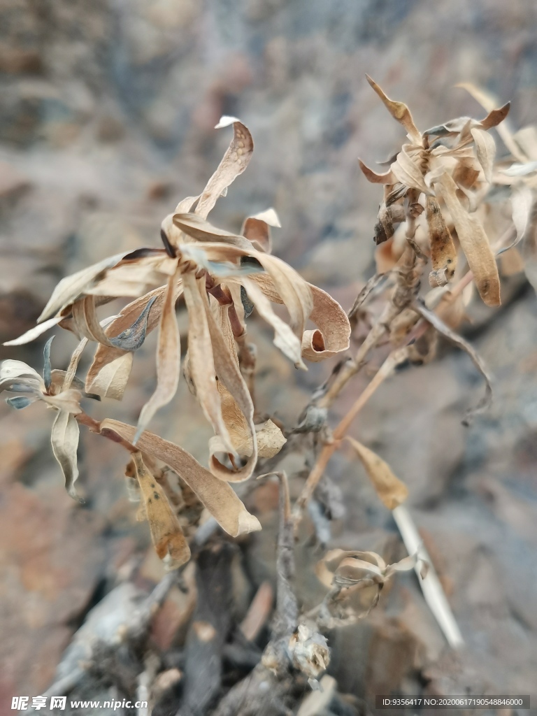 马山菜干枝