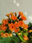 长寿花