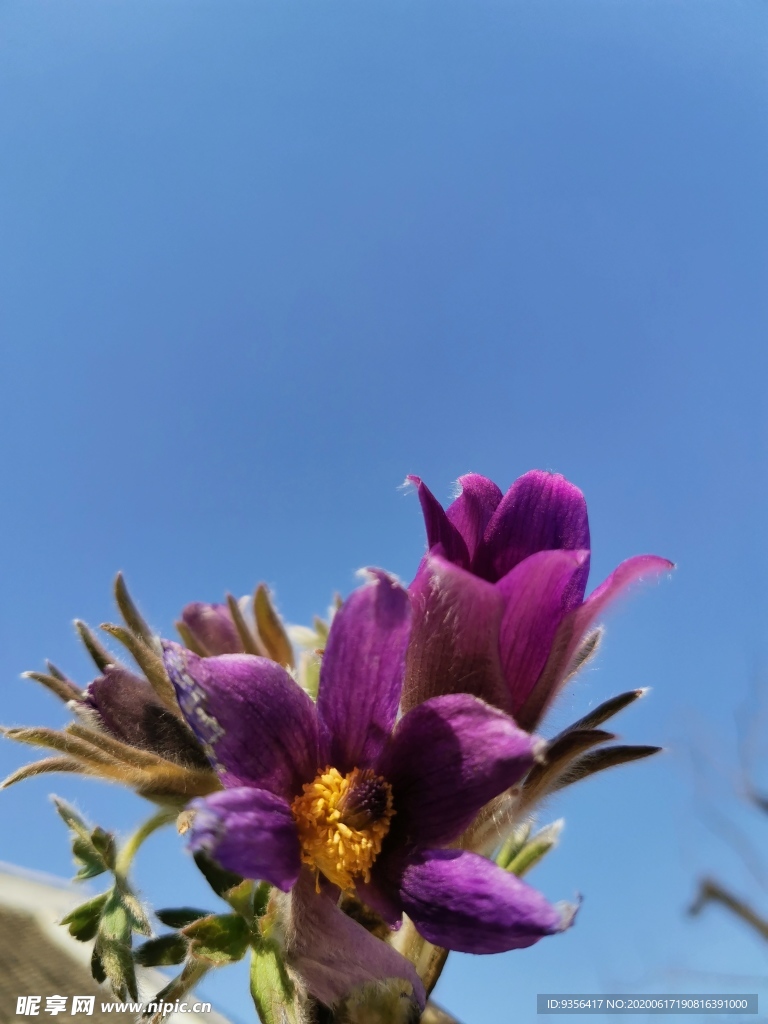 白头翁花