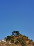 松树