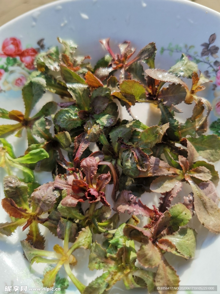 苦菜