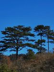 松树