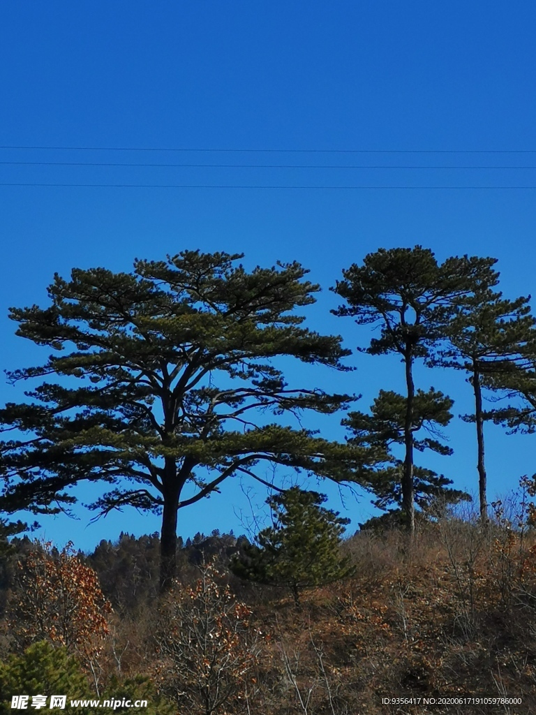 松树