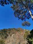 松树
