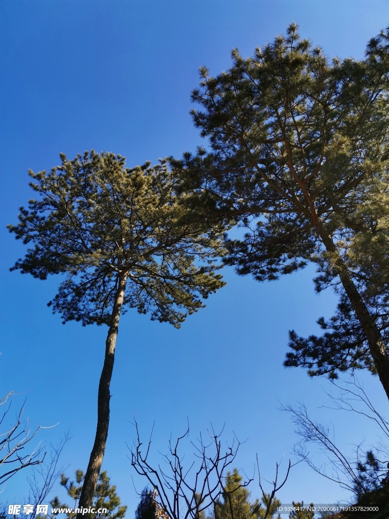 松树