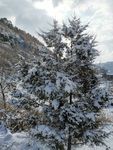 雪景