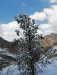 雪景