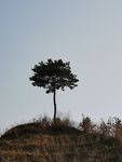 松树