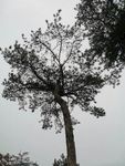 松树