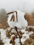 雪