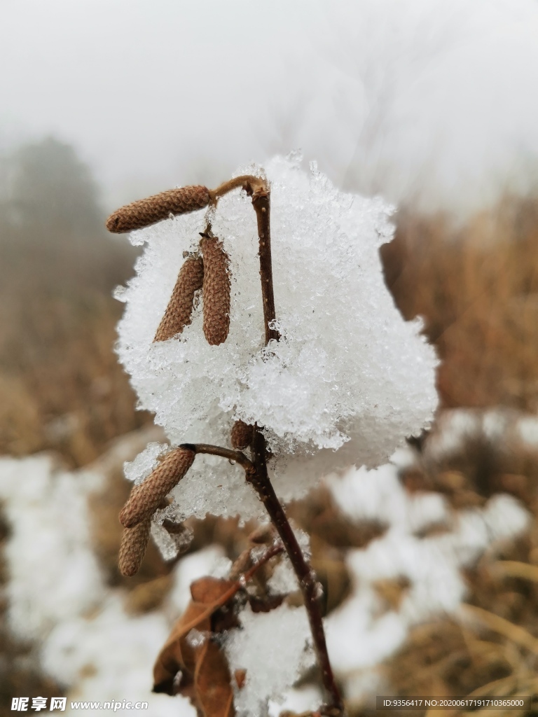 雪