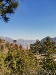 松树