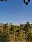 松树