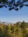 松树