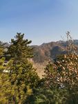 松树