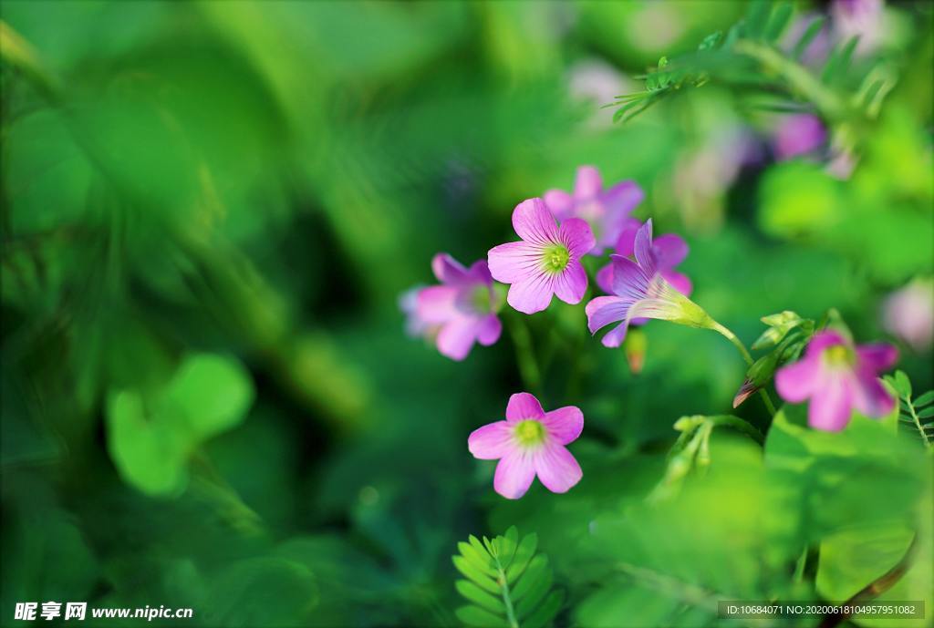 小暑之绿色的喇叭花花卉