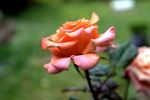 漂亮的月季花