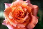 漂亮的月季花