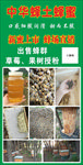 中华蜂土蜂蜜展板