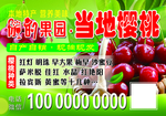 绿色背景 樱桃