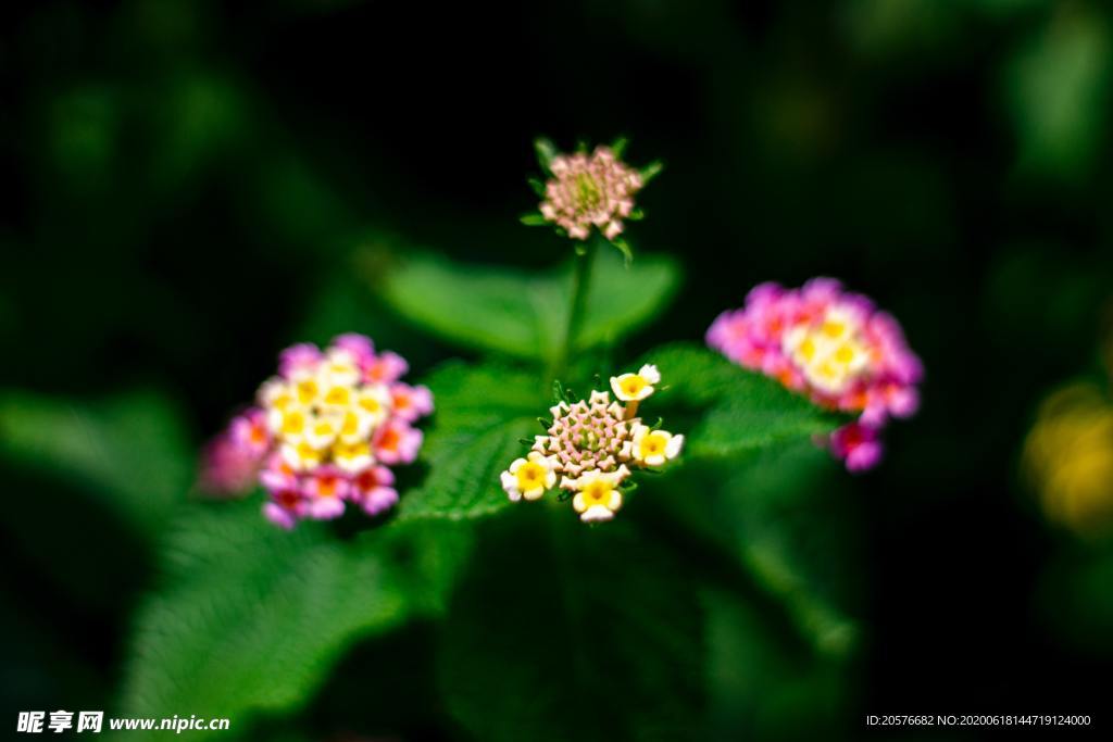 花