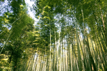 竹林