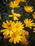 雏菊