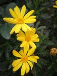 雏菊