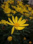 雏菊