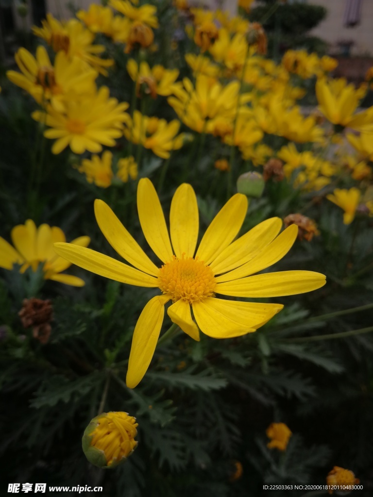 雏菊